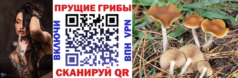 Галлюциногенные грибы мицелий Кострома